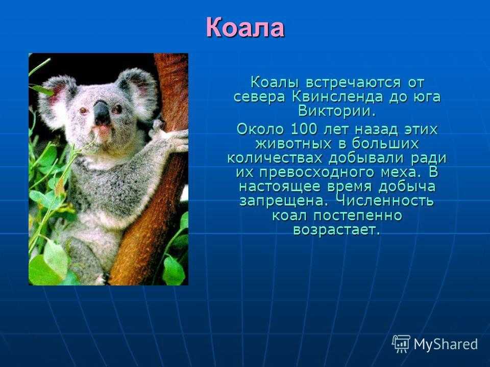 Сообщение о коале. Коала презентация. Информация о коале. Рассказ о коале. Коала доклад.