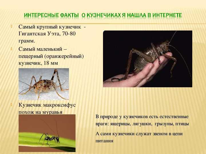 Чем питается зеленый кузнечик и зачем он стрекочет кузнечики в аквариуме