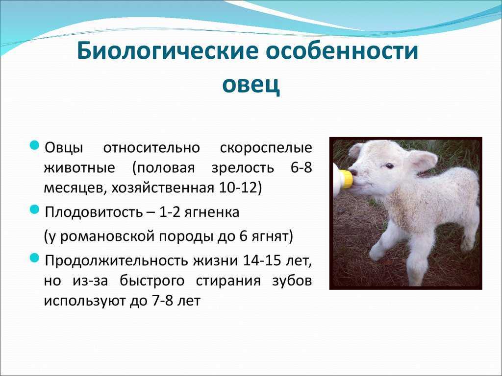 9 фактов об утюге, за который раньше давали отару овец