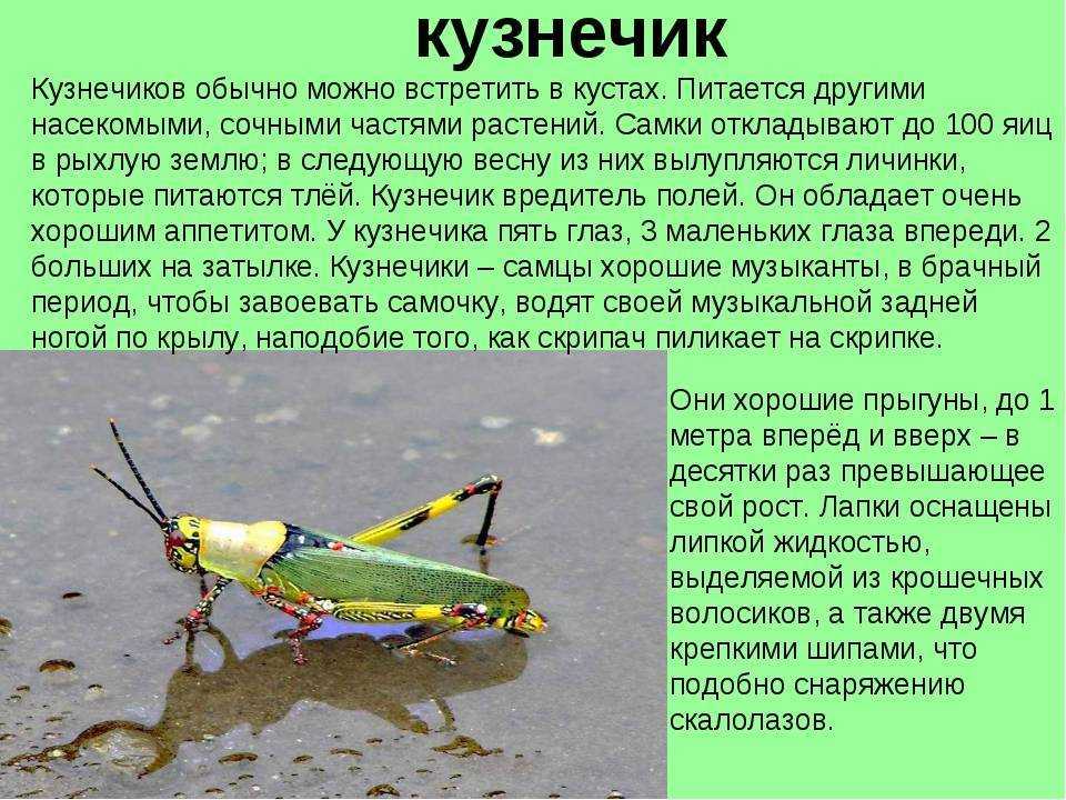 Экологический рассказ про насекомых для старших дошкольников 6-7 лет