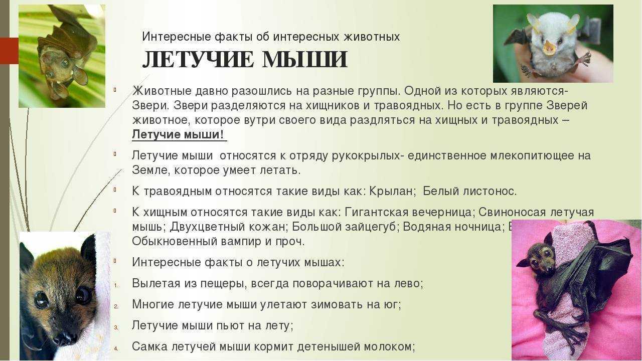 Летучая мышь: описание животного для детей. где живет, чем питается и как размножается летучая мышь?