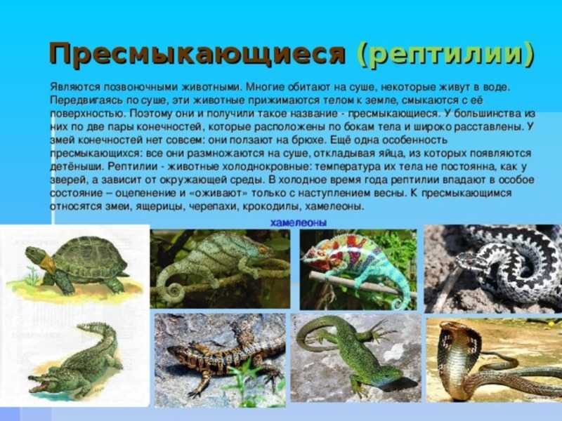 Самые интересные факты о змеях