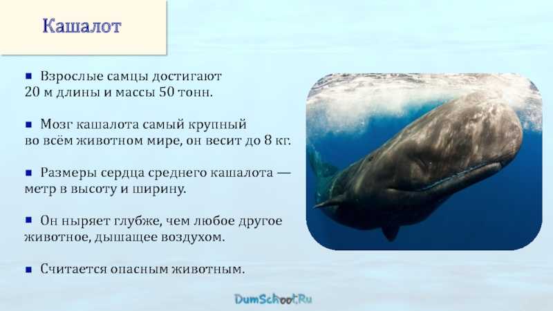 Кашалот животное. образ жизни и среда обитания кашалота | животный мир