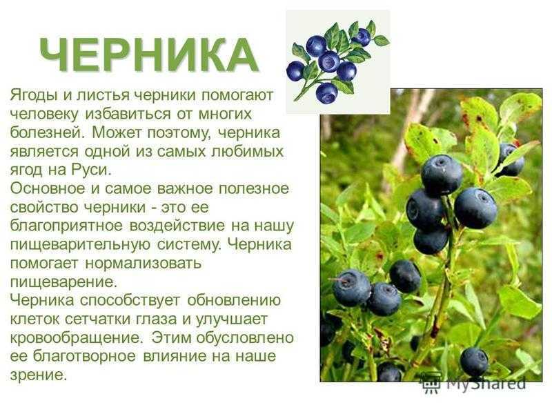 Черника: как выглядит обыкновенная ягода, какие содержит витамины, полезные свойства плодов, какие бывают виды растения и их описание с фото