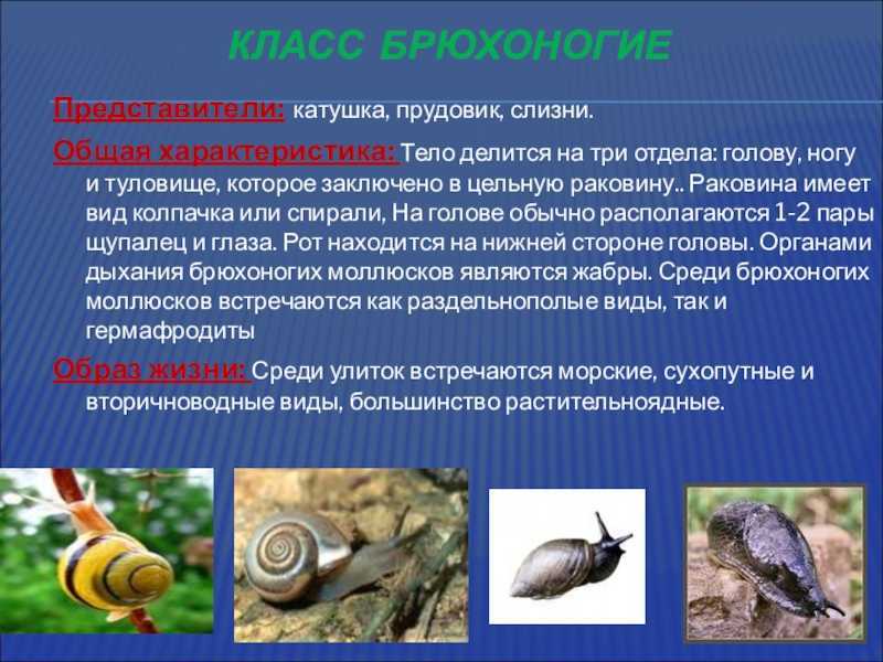 Обитатели соленых и пресных водоёмов (окружающий мир 3 класс)