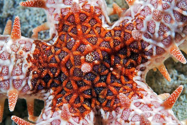 Интересные факты о морских звёздах, особенности, размножение, польза для экосистемы