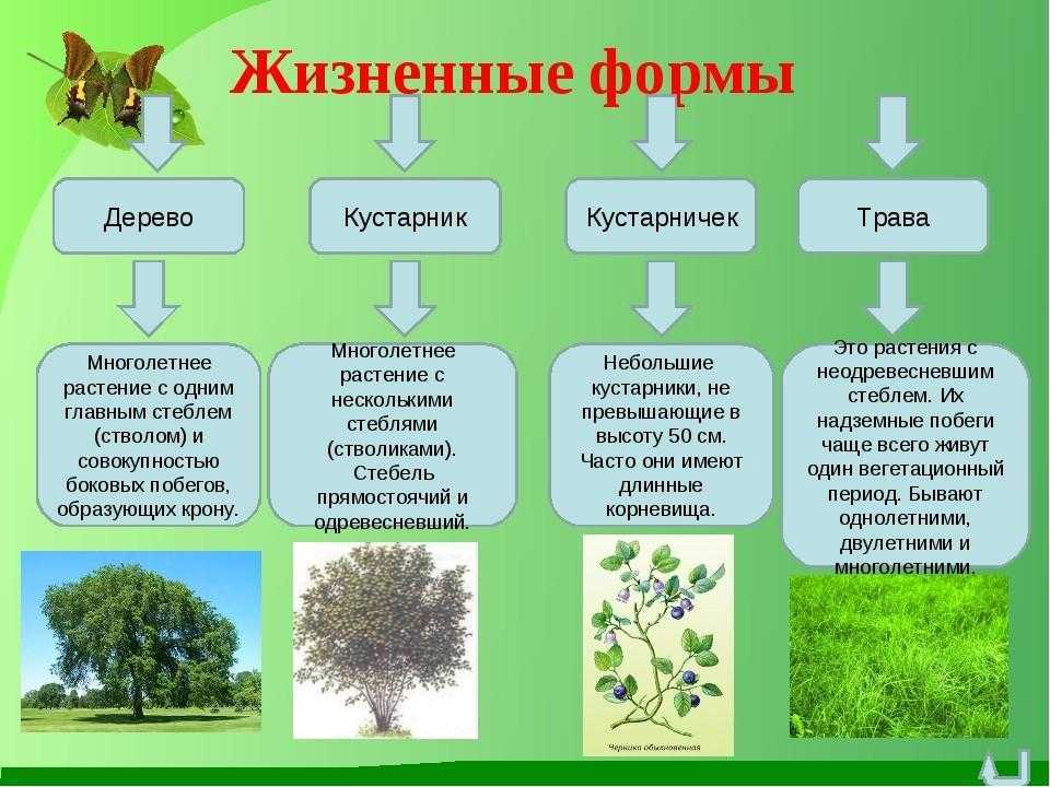 Составляющая изображения без чего оно и не может существовать