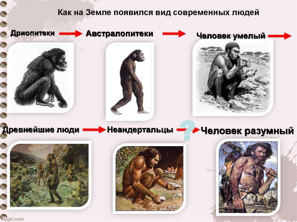 Как мы произошли от обезьяны: теория дарвина о происхождении человека