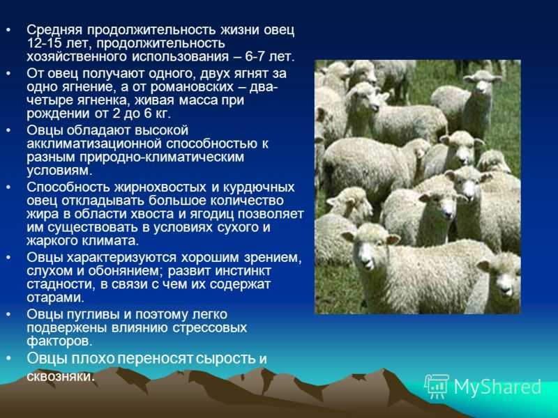 Породы овец мясного направления