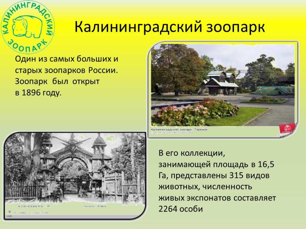 Население калининграда: численность, история, показатели