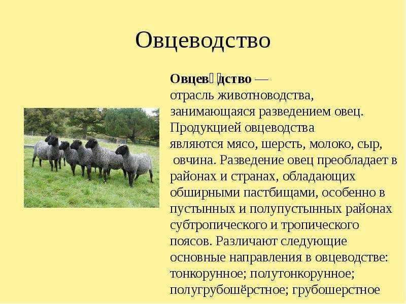 Животноводство в домашних условиях: овцы, кролики, лошади, козы, свиньи, их породы, содержание, уход, ветеринария