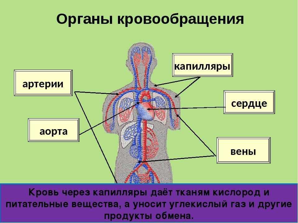 Любой орган в организме. Кровеносная система сердце 3 класс окружающий мир. Строение сердца и кровеносной системы. Система органов кровообращения схема. Строение кровеносной системы человека 4 класс.