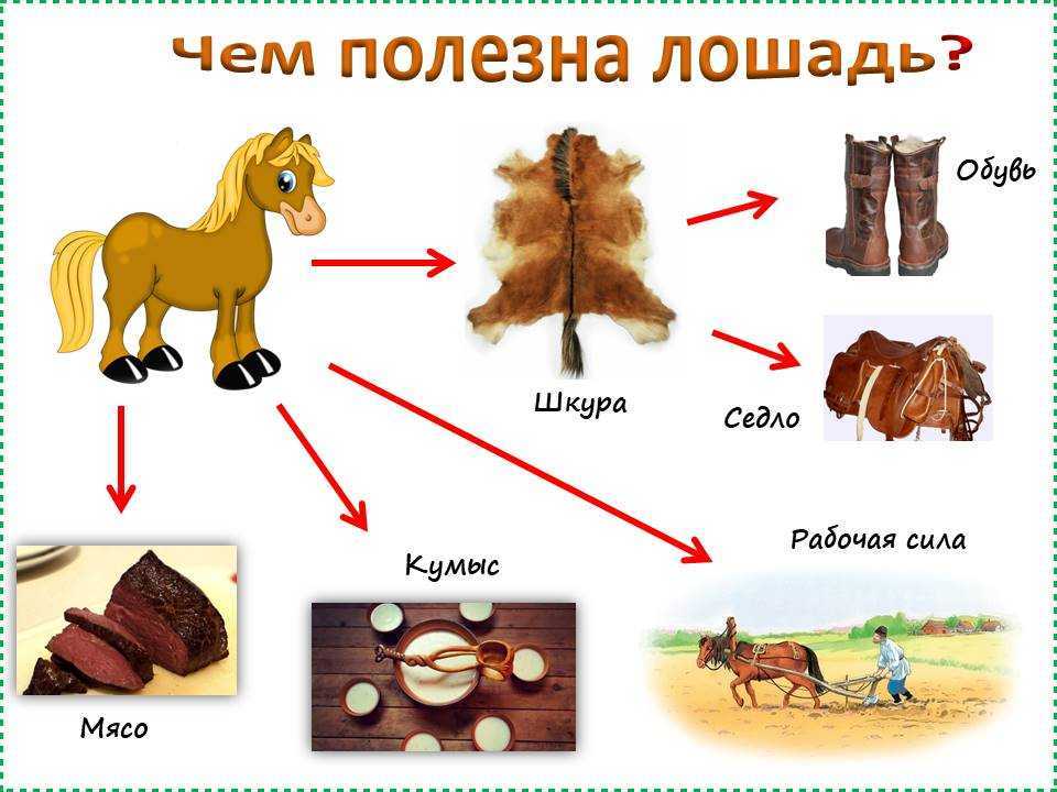 Какую пользу приносят животные людям презентация