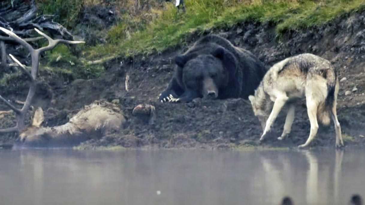 Волк против медведя. Медведь Гризли против Волков. Стая Волков против медведя.