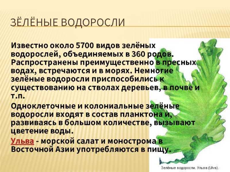 Отделы водорослей | дистанционные уроки