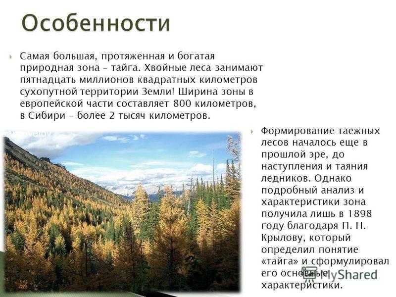 Природные условия в зоне лесов. Климатические зоны России Тайга. Особенности зоны тайги. Особенности природы тайги. Тайга природная зона.