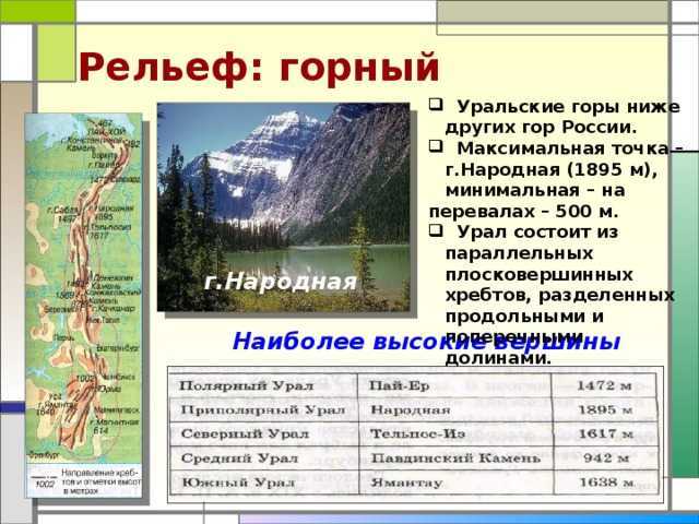 Животные урала: разнообразие природы, фото и интересные факты