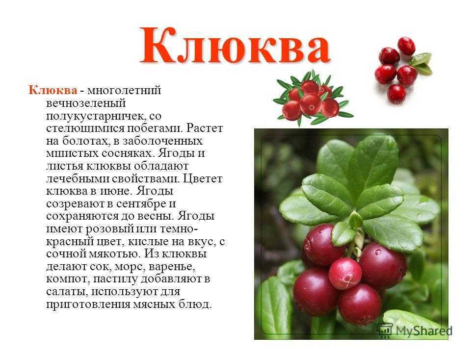 Самые большие среди ягод в мире - zefirka