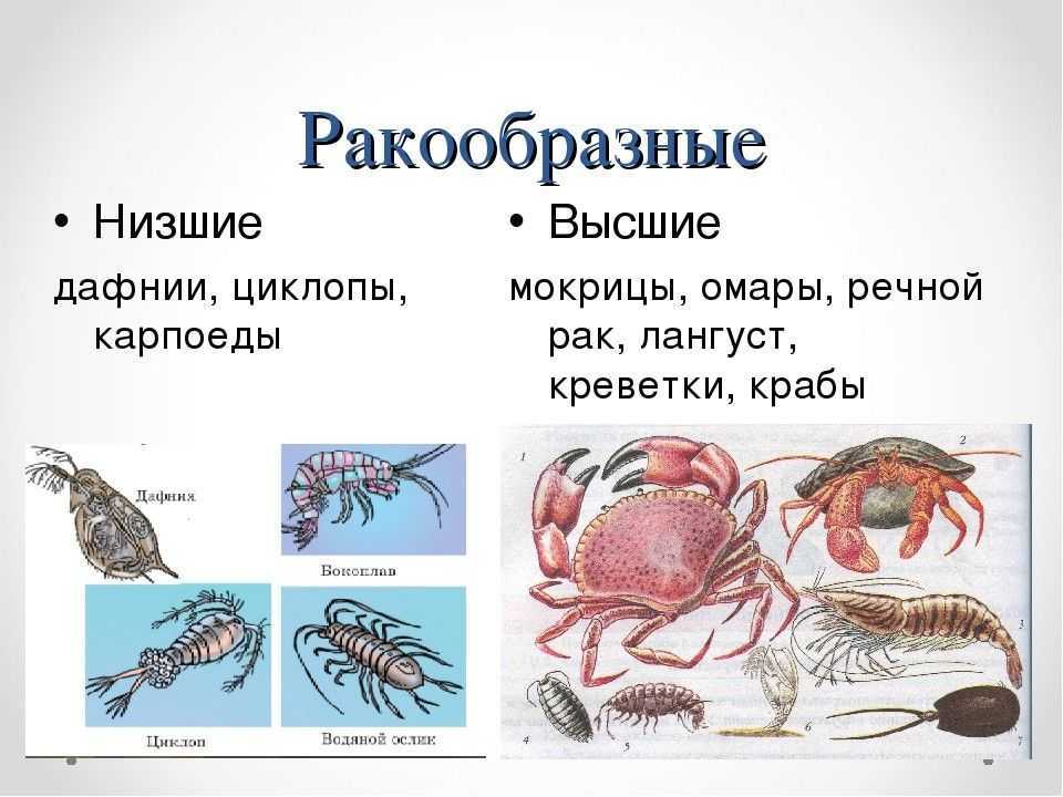 Креветки очень шумные: какие еще интересные факты о них известны