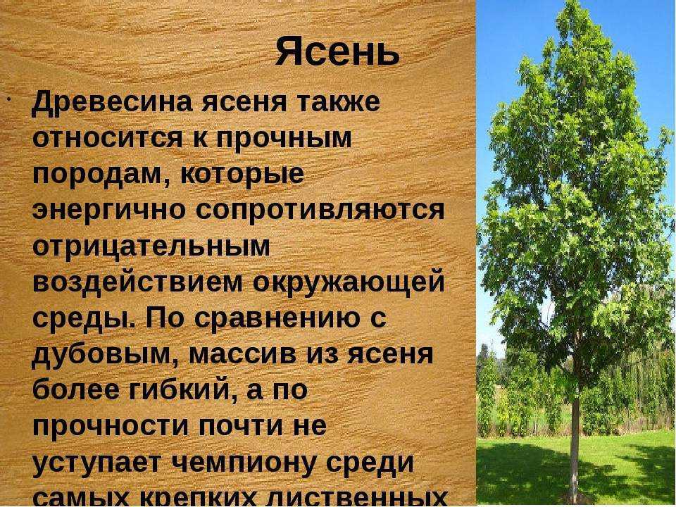 Осина – полезные свойства, вред, применение и лечение осиной - медицина на "добро есть!"