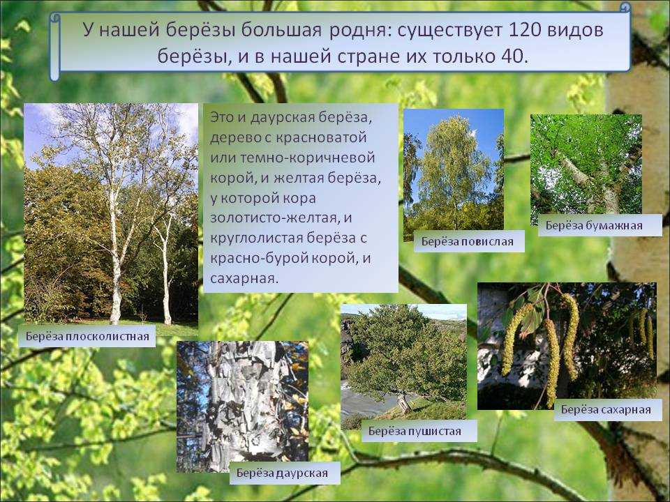 Береза