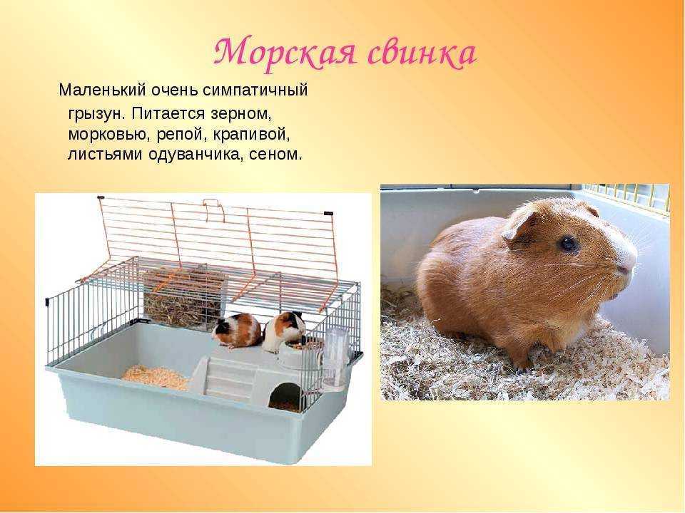 Сколько живут морские свинки в домашних условиях?