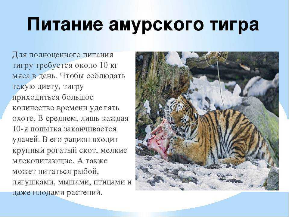 Необходимость сохранения популяции амурского тигра закреплена. Амурский тигр питается. Тигр Дальневосточный Амурский. Амурский тигр красная книга. Питание Амурского тигра.