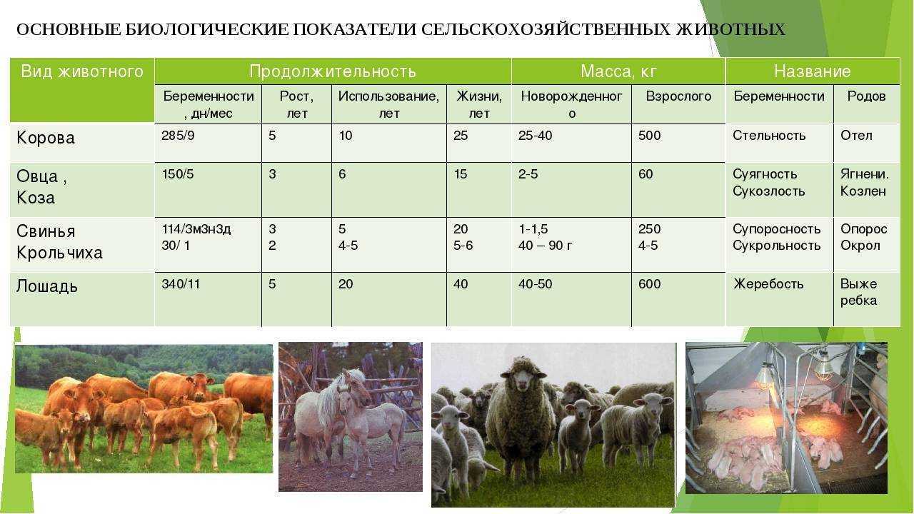 Что даёт овца: продукция овцы и направления овцеводства