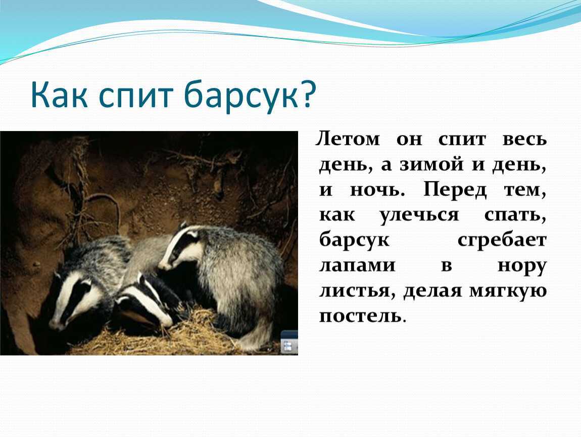 Барсук медоед − самый бесстрашный зверь: описание вида, ареал, образ жизни, интересные факты