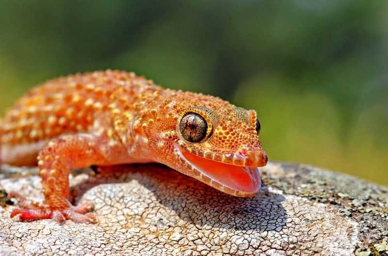 Геккон. среда обитания и образ жизни геккона