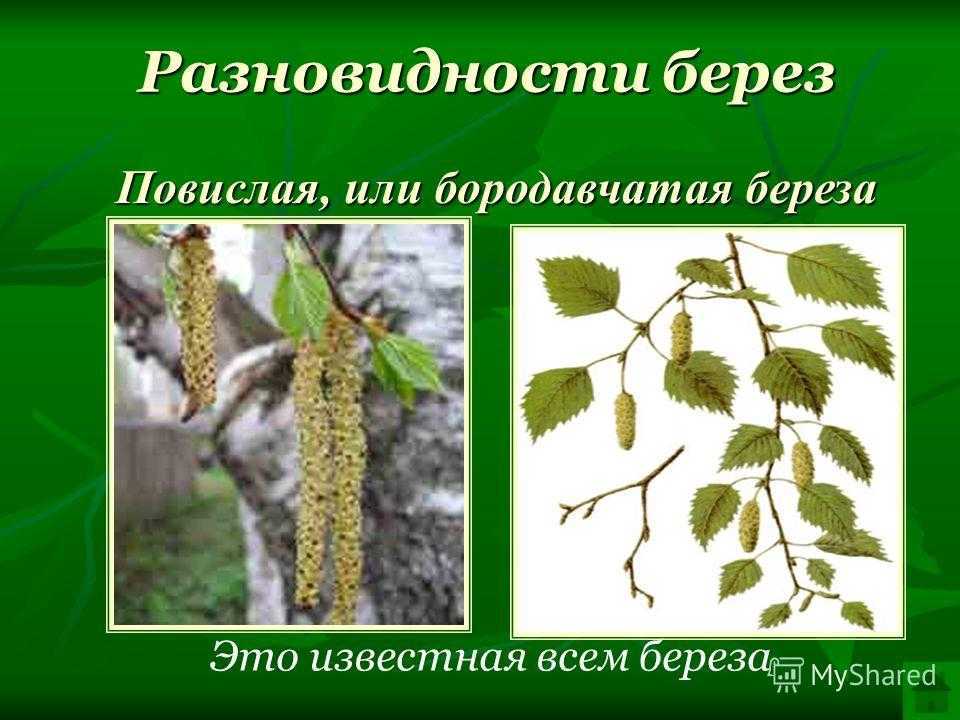 Целительные свойства берёзы