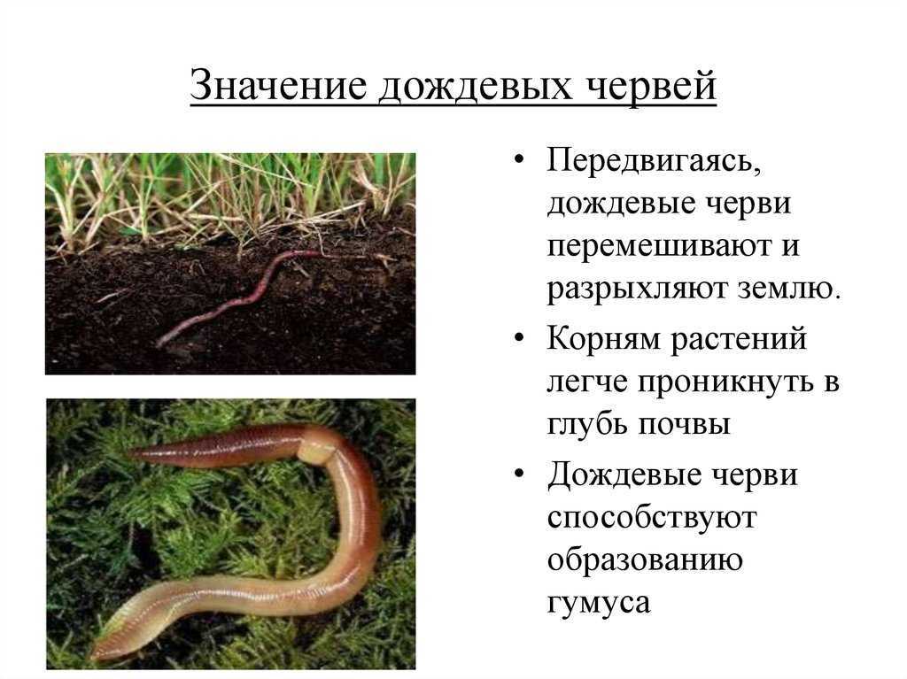 Черви - классификация, внешнее и внутреннее строение, значение в природе