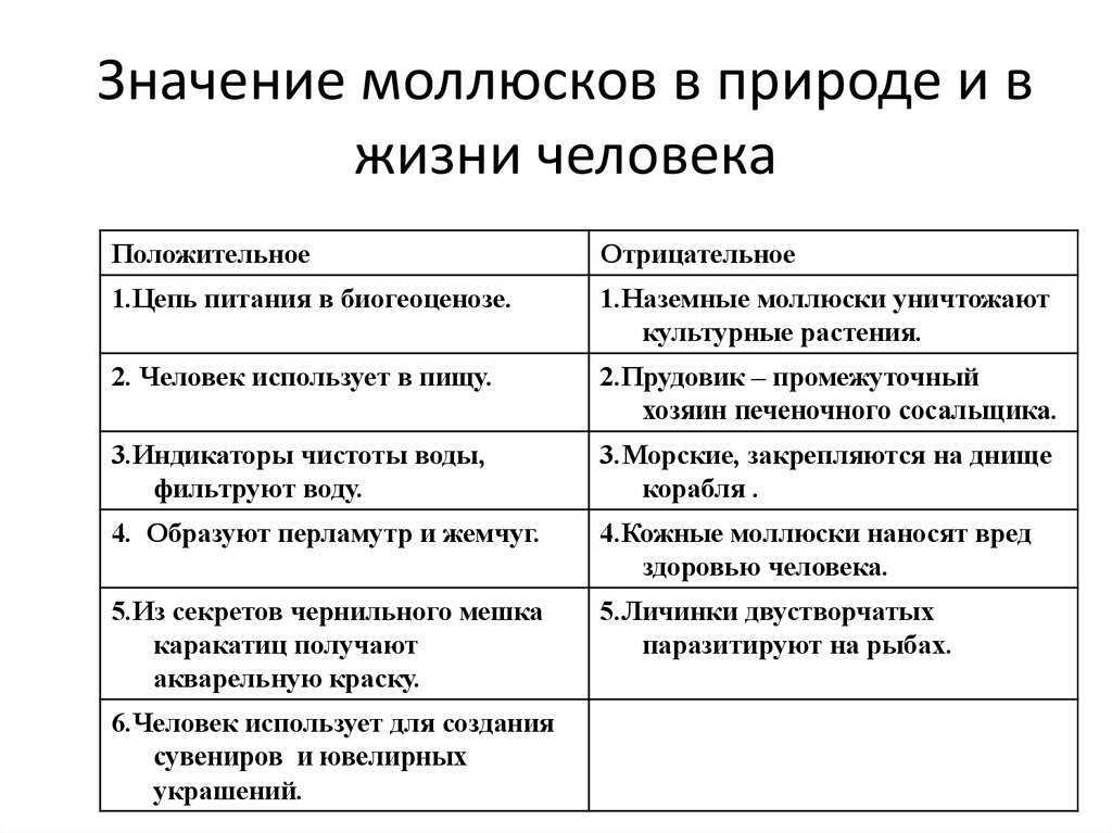 Характеристика смысла. Какова роль двустворчатых моллюсков в природе и жизни человека. Значение двустворчатых моллюсков в природе и жизни человека. Значение в природе и для человека двустворчатых моллюсков. Значение моллюсков в природе и жизни человека.