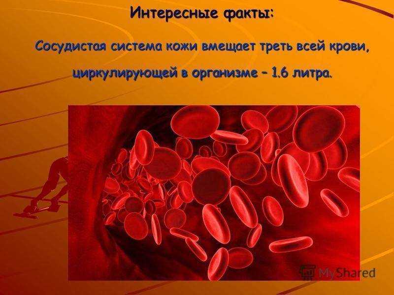 Система факт. Интересные факты о кровеносной системе. Факты о кровеносной системе человека. Интересные факты о сердцу и кровеносных сосудов. Кровотечение интересные факты.