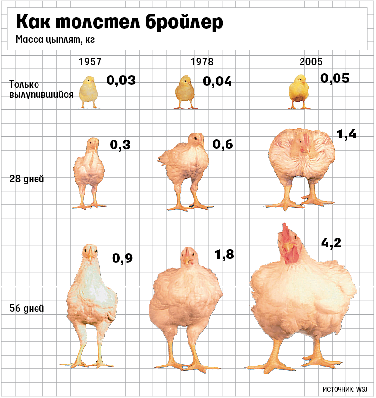 Гигантская курица: кто самая большая в мире?
