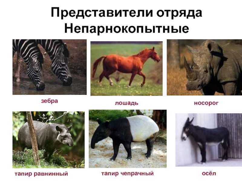Носорог: описание, образ жизни, виды и место обитания | планета животных