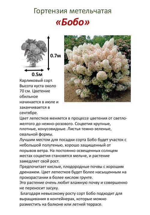 Специя гвоздика: полезные свойства и противопоказания: кулинарика