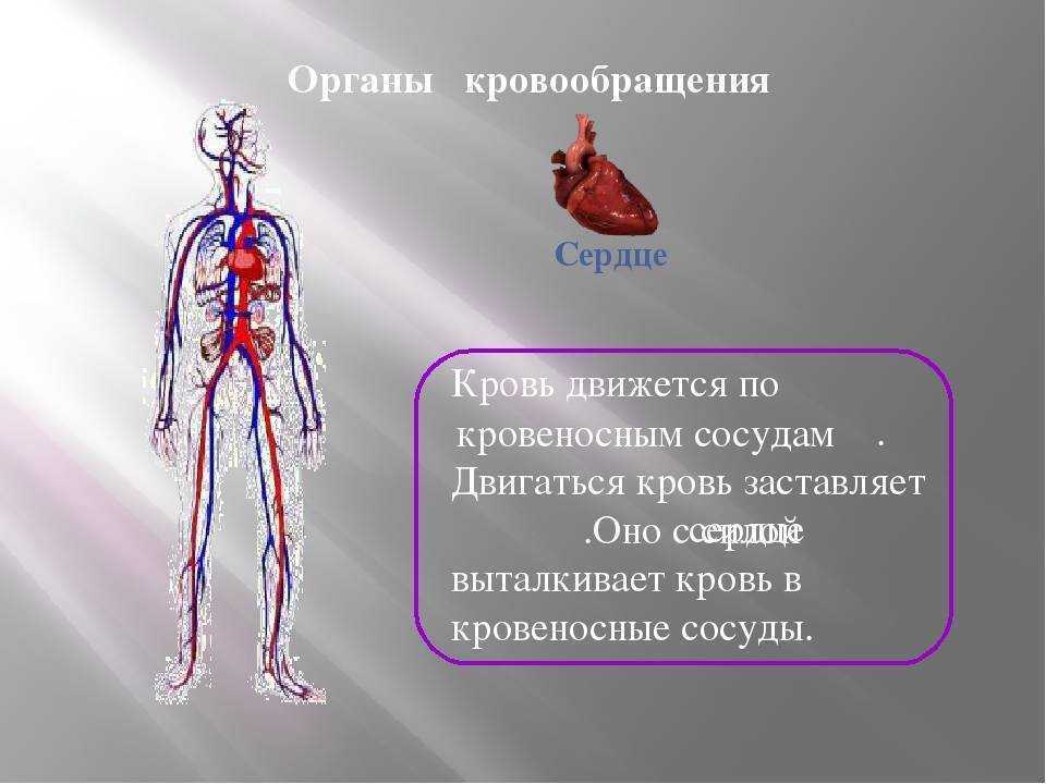 Роль кровообращения в организме. Кровеносная система человека. Органы кровеносной системы человека. Сердце и кровеносные сосуды это органы. Кровь и кровеносная система человека.