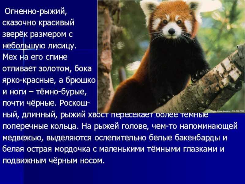 Большая панда