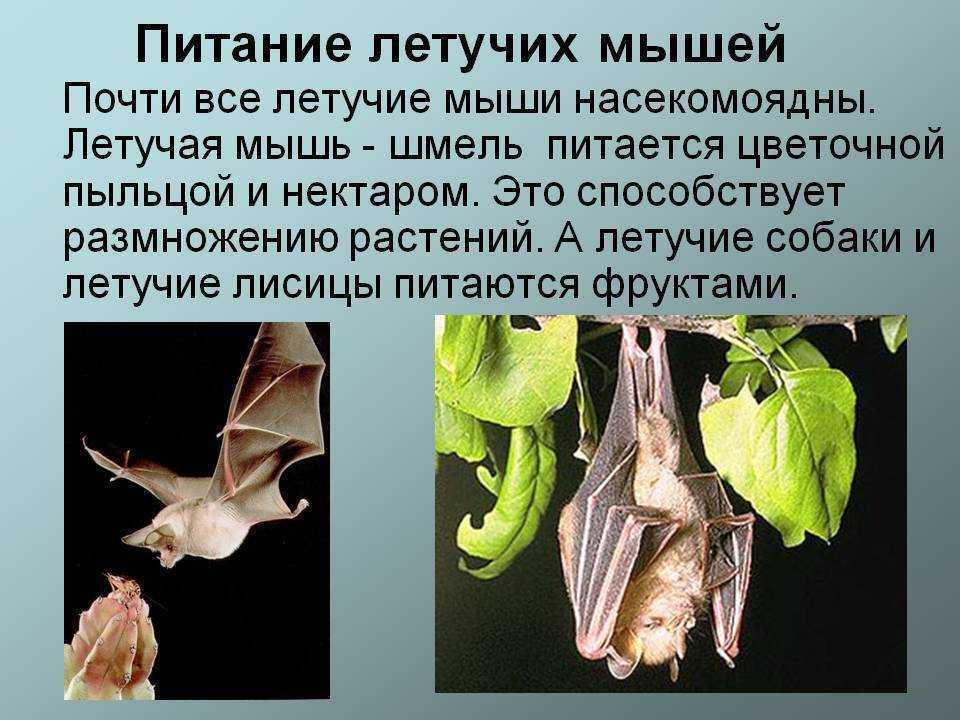 Как спят летучие мыши? летучая мышь в природе: чем питаются эти загадочные животные.