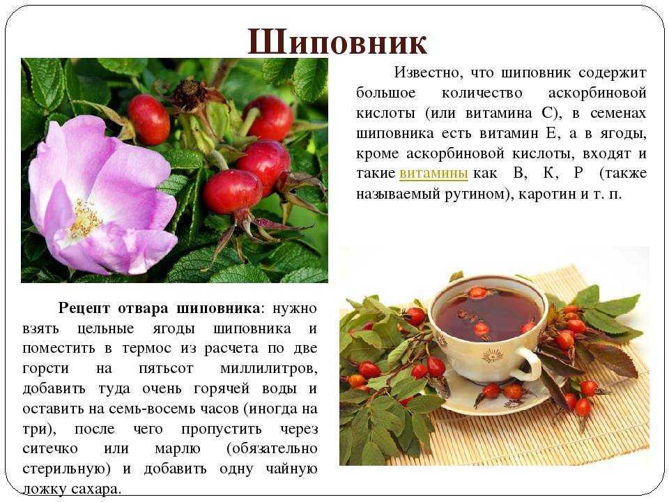 Шиповник: посадка и уход в открытом грунте, полезные свойства, противопоказания, фото