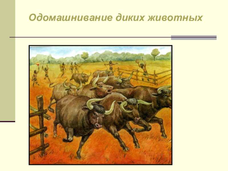 Версии о происхождении кошек