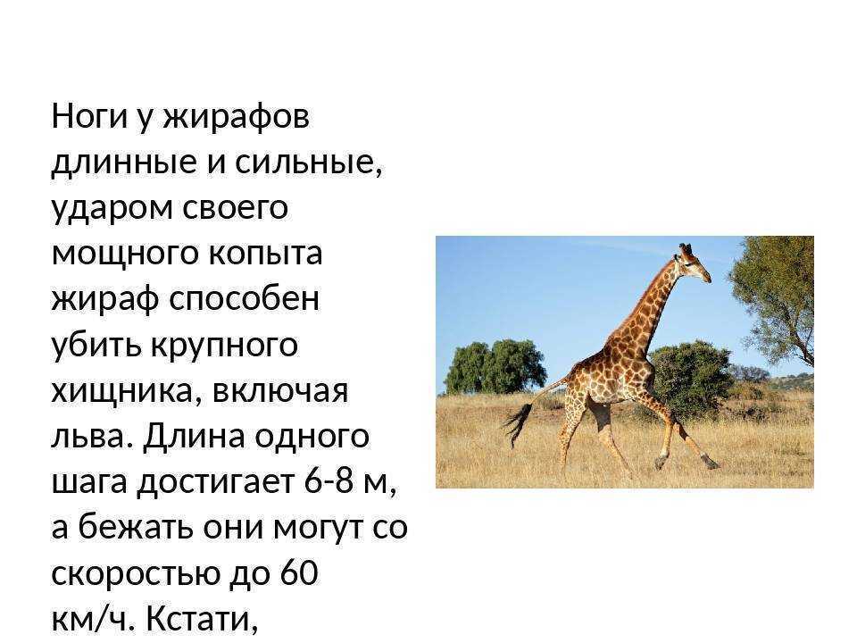 Какой тип развития характерен для жирафа