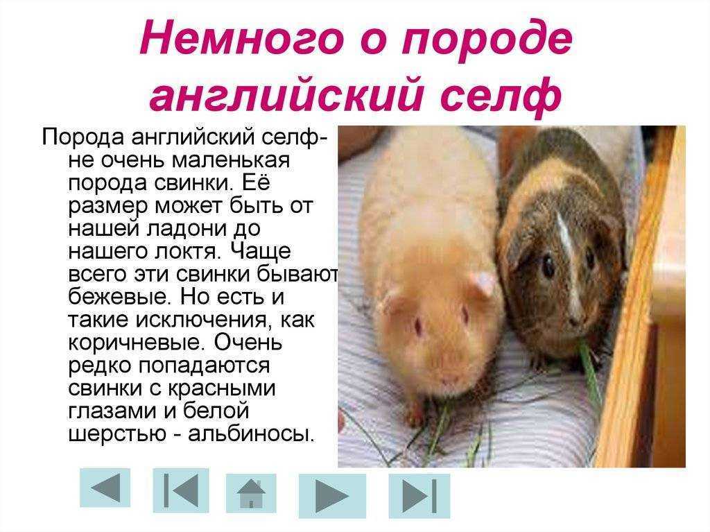 Описание морской свинки и интересные факты