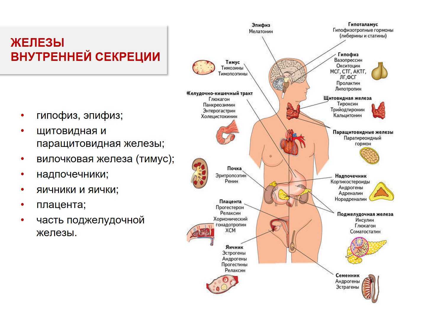 Жвс это. Таблица расположение желез внутренней секреции. .Система желез внутренней секреции. Функции. Железы внутренней секреции, основные гормоны. Функции эндокринная система железы внутренней секреции.