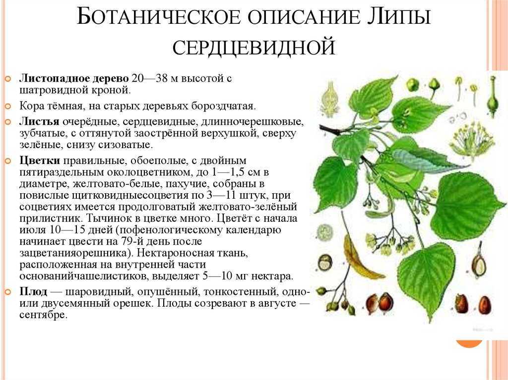 Краткое описание. Описание листа липы сердцевидной. Липа сердцевидная стебель. Липа мелколистная биологическое описание. Липа сердцевидная описание.