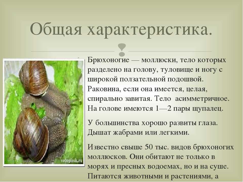 Обитатели соленых и пресных водоемов (3 класс)
