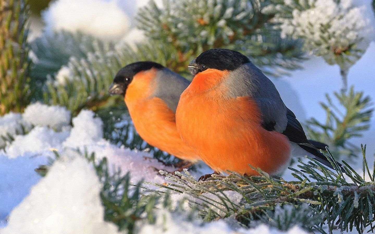 Снегирь