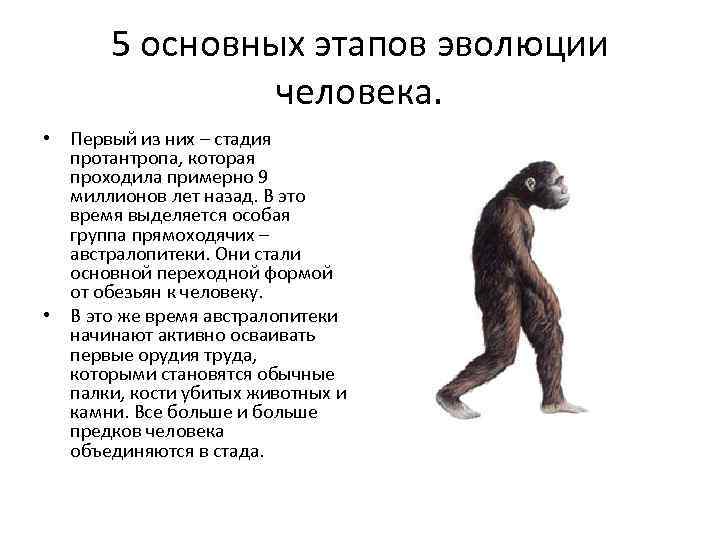 История обезьян