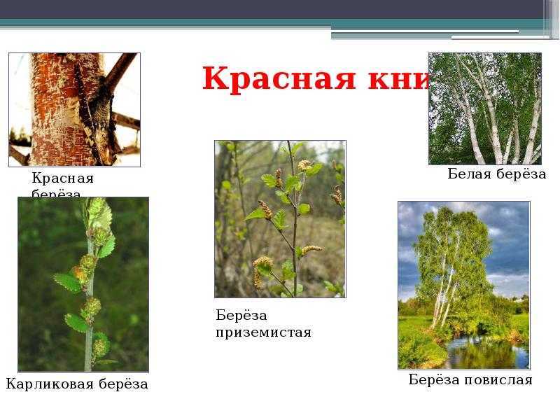 Люблю берёзу русскую... расскажем детям про березу